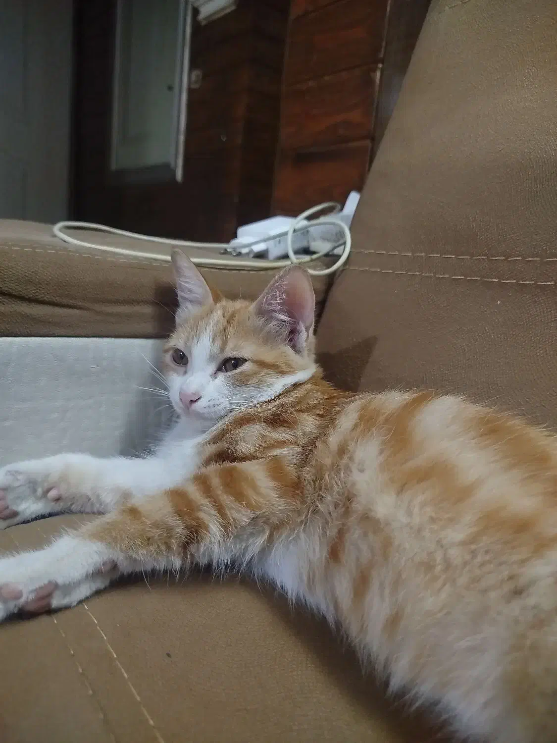 گربه|حیوانات|مشهد, سید رضی|دیوار