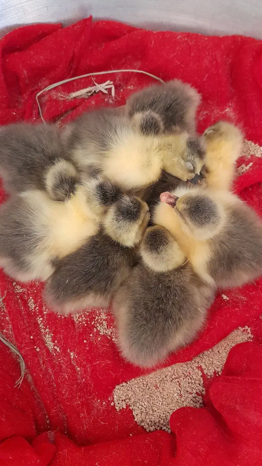 جوجه غاز|حیوانات مزرعه|سنگر, |دیوار