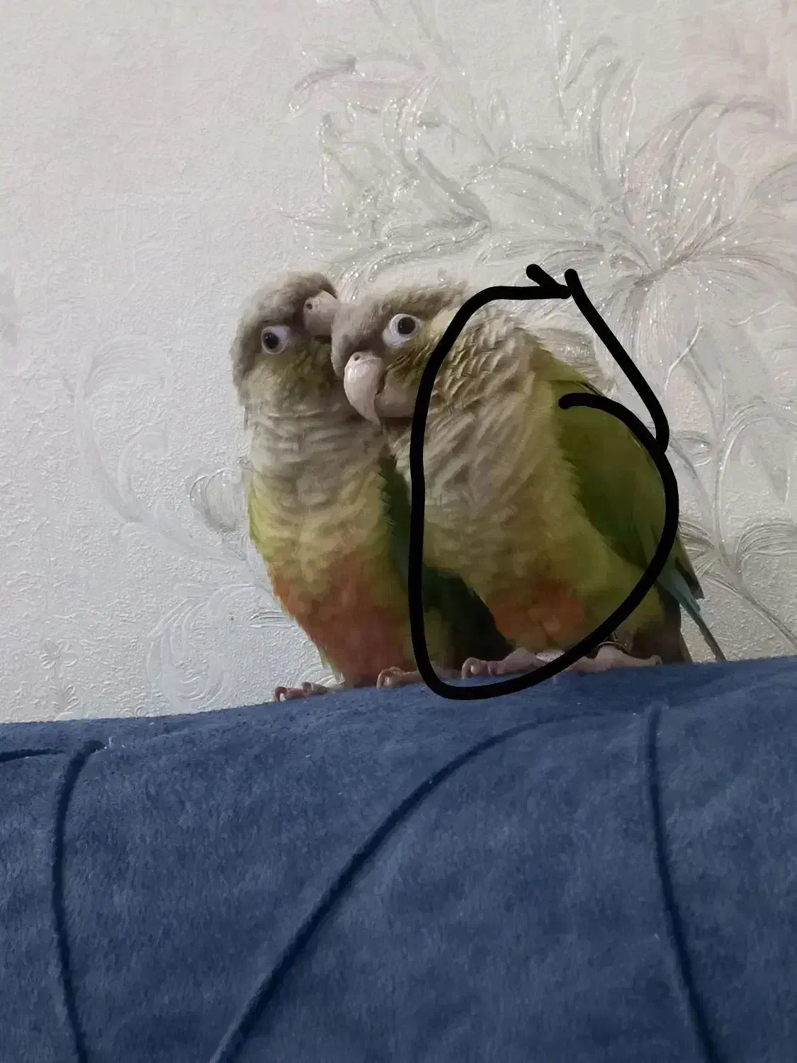 پرنده گرینچگ|حیوانات|قم, ولیعصر|دیوار