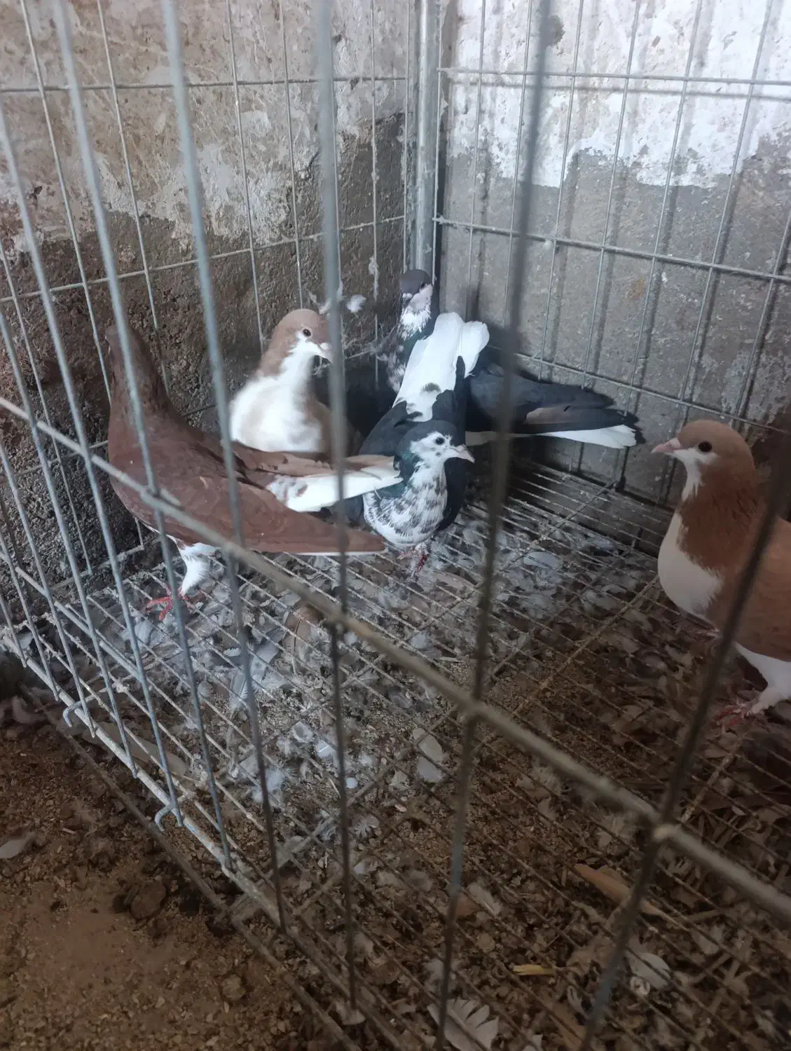 چند عدد کبوتر شهری|پرنده|آبپخش, |دیوار