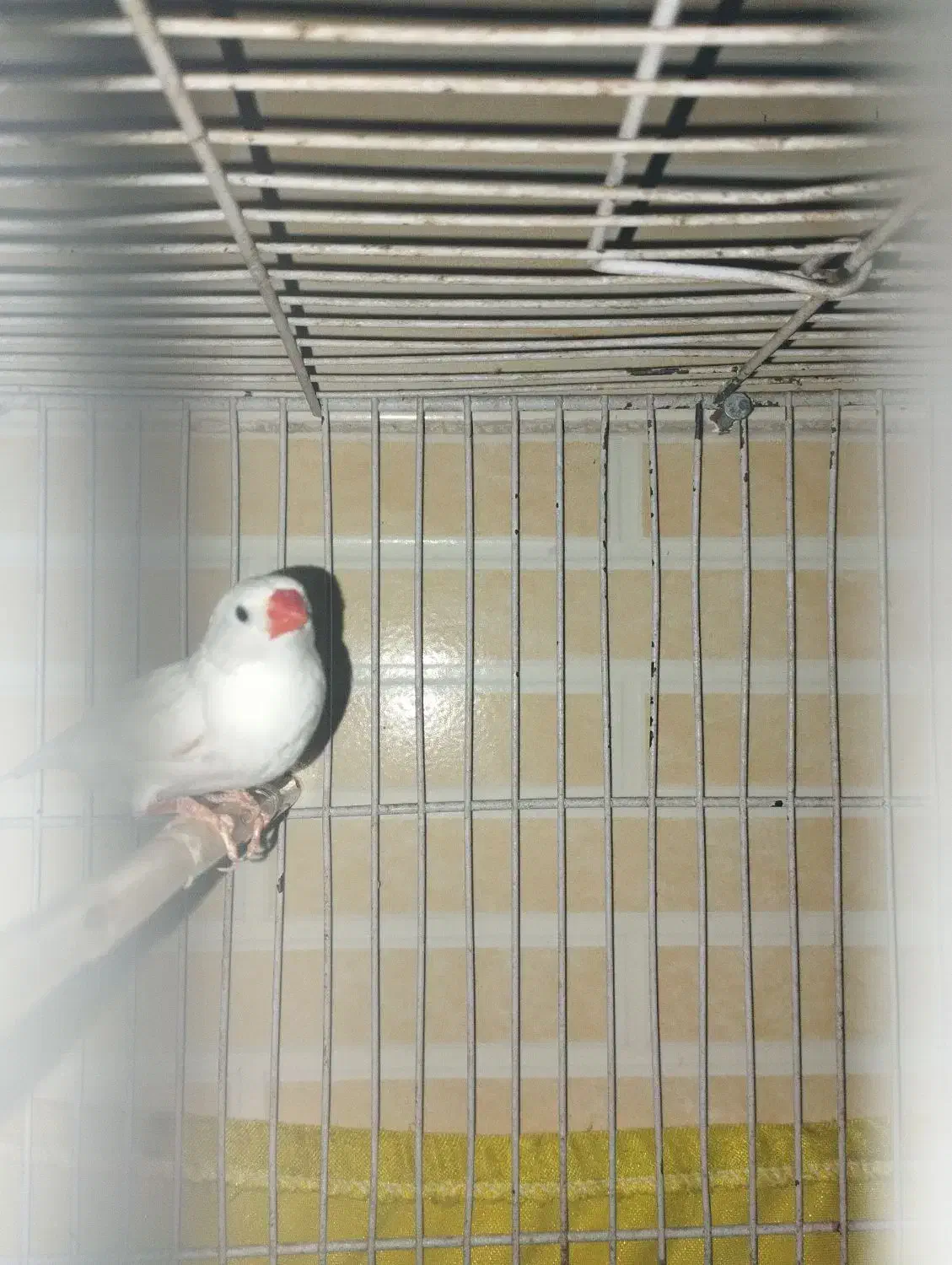 یک عدد فنچ نر|پرنده|کویرات, |دیوار