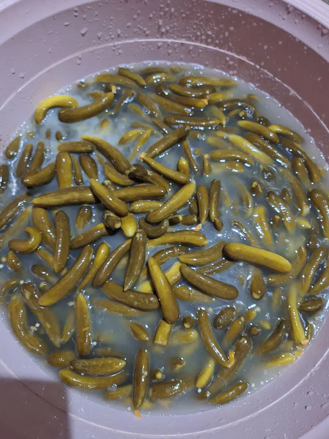 خیارشور خوشمزه وخوشطعم ممتاز،نول و سوپر ویژه|خوردنی و آشامیدنی|شیرینسو, |دیوار