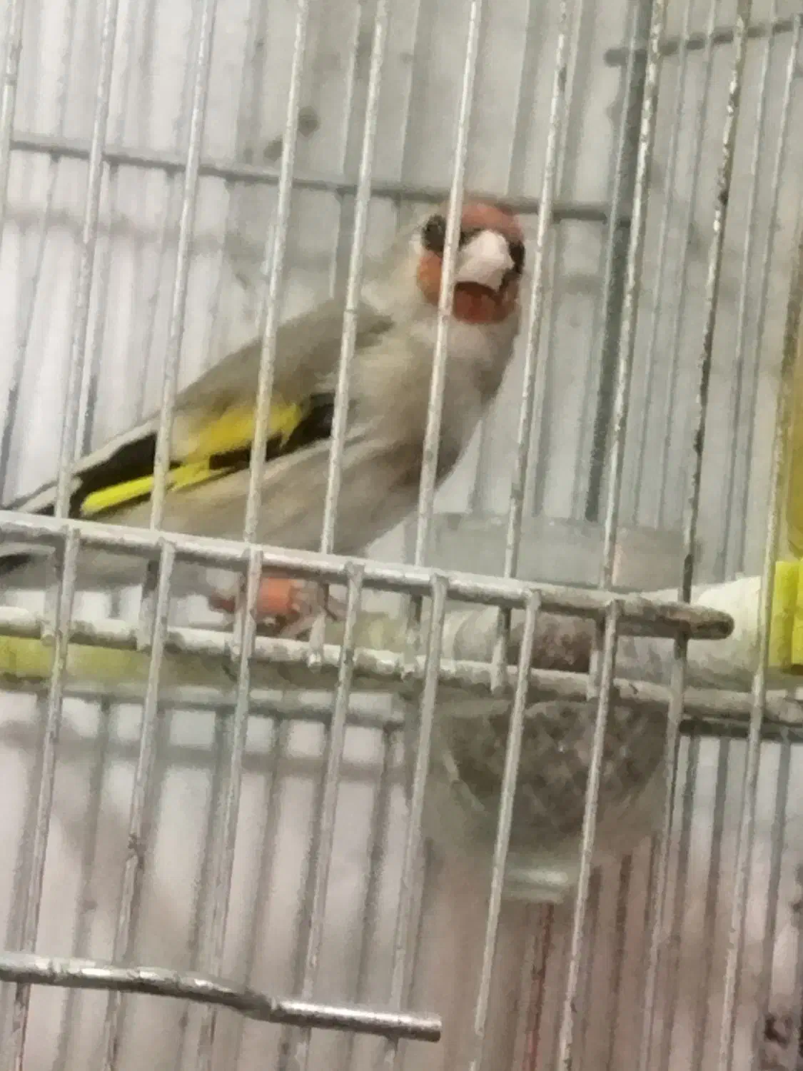 سهره کرمانی مست خون گلبسر مست خون|پرنده|مشهد, کوی المهدی|دیوار