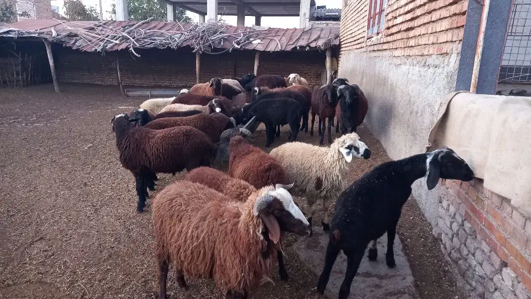 بره های پرواری جفتی ۲۶۰۰۰۰۰۰تومن|حیوانات مزرعه|خان ببین, |دیوار