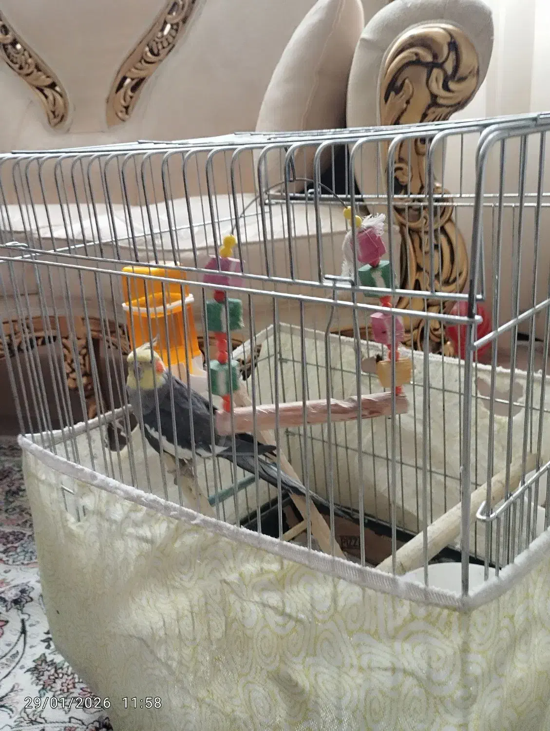 عروس|پرنده|قم, زنبیل آباد|دیوار