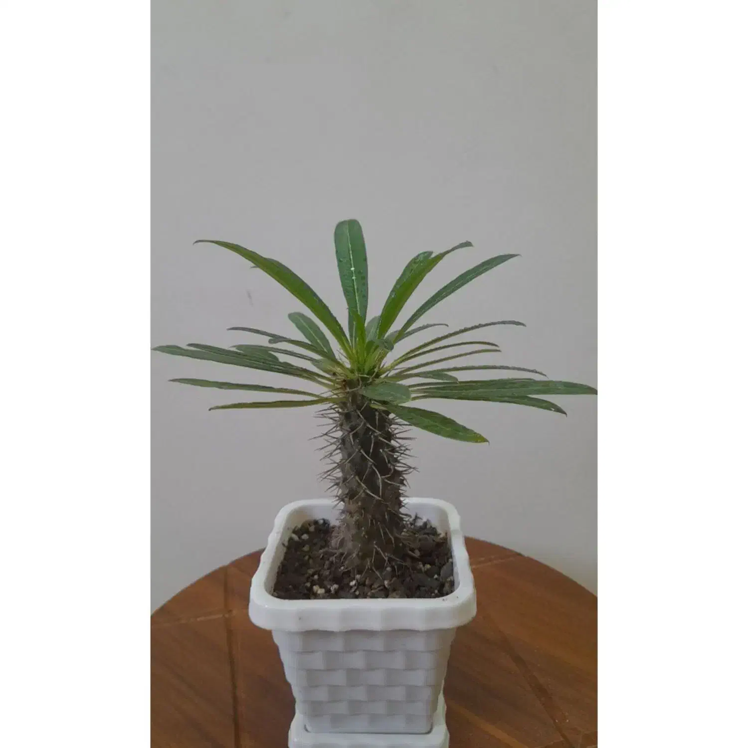 گلهای سرحال وپرریشه|گل و گیاه طبیعی|شاهرود, |دیوار