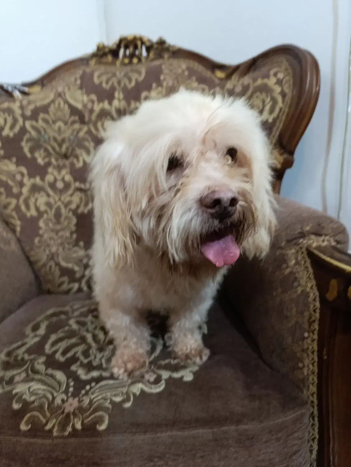 واگذاری|سگ|بابلسر, |دیوار