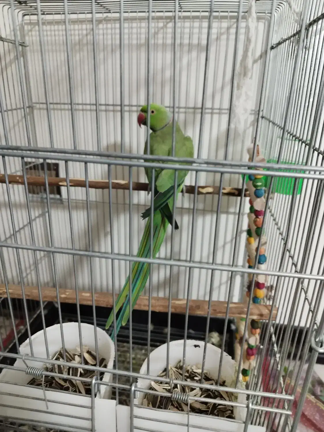 طوطی ملنگو|پرنده|اصفهان, شمس آباد|دیوار