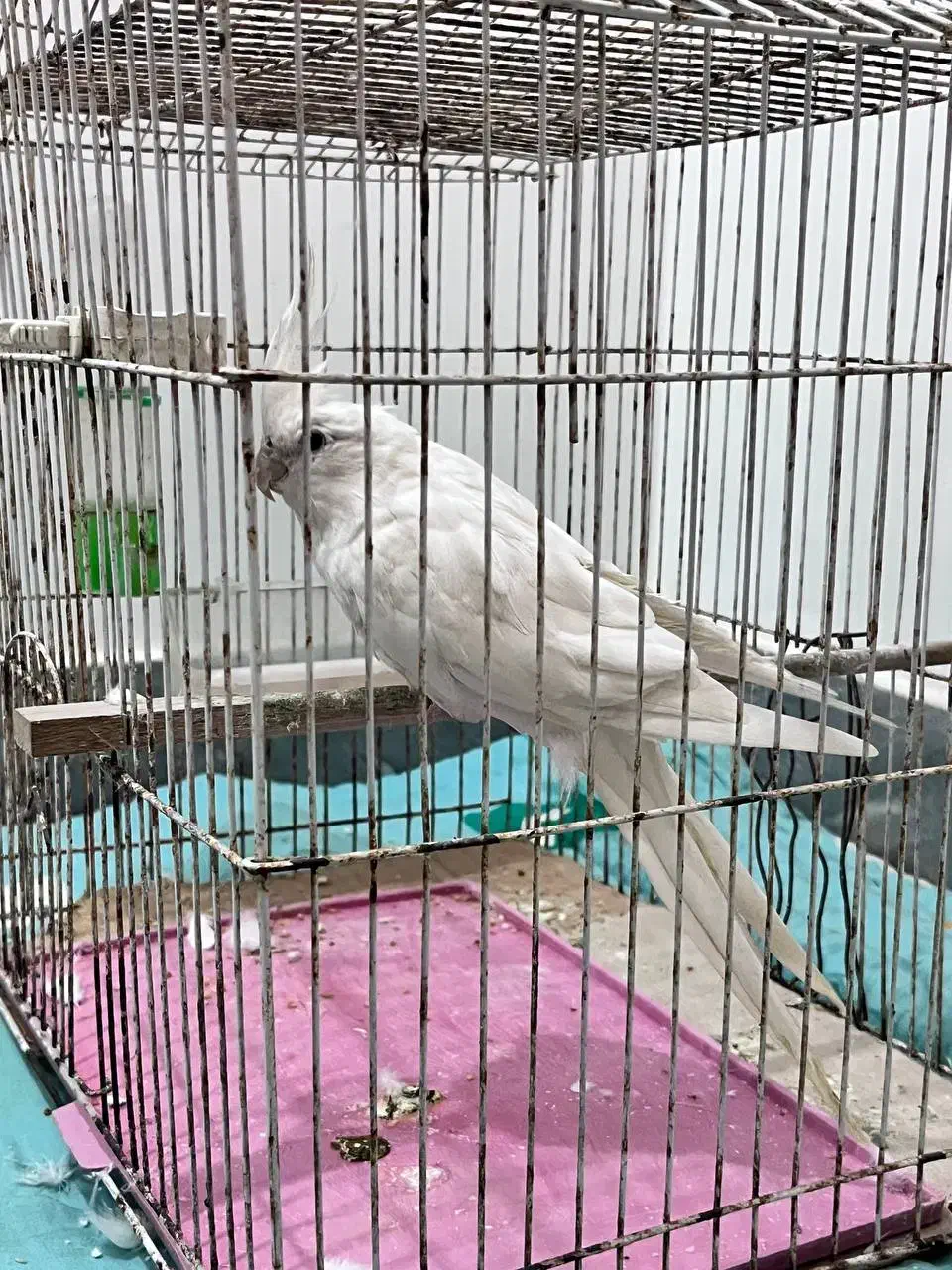 طوطی‌آلبینو|پرنده|تولم شهر, |دیوار