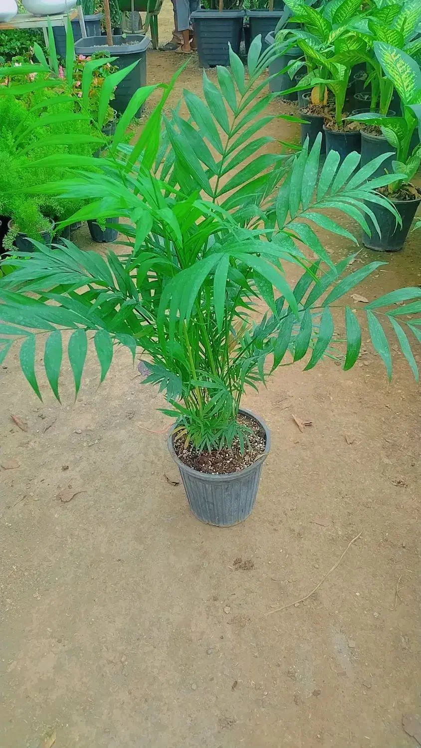 گلهای آپارتمانی|گل و گیاه طبیعی|مشهد, ایثارگران|دیوار