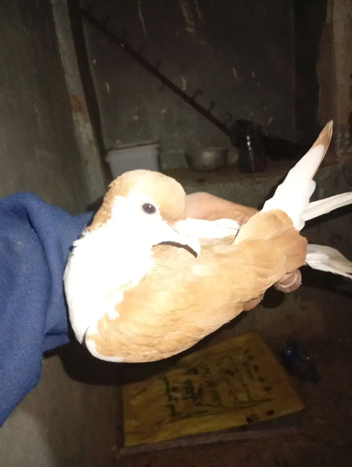 کبوتر|پرنده|شوشتر, |دیوار