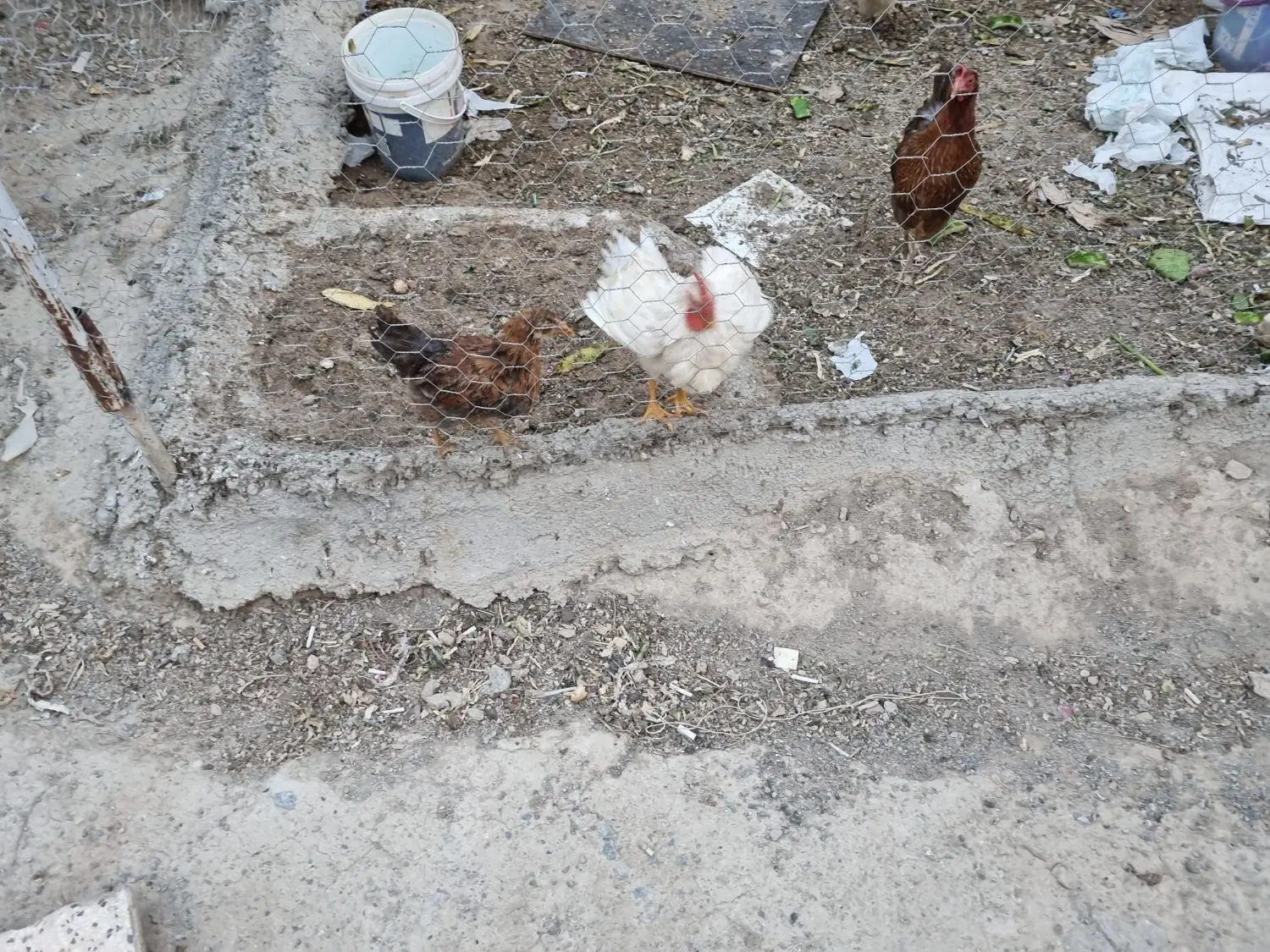 مبلمان|مبلمان خانگی و میز عسلی|گلپایگان, |دیوار