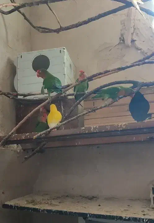 عروس هلندی ،برزیلی|پرنده|خوی, |دیوار