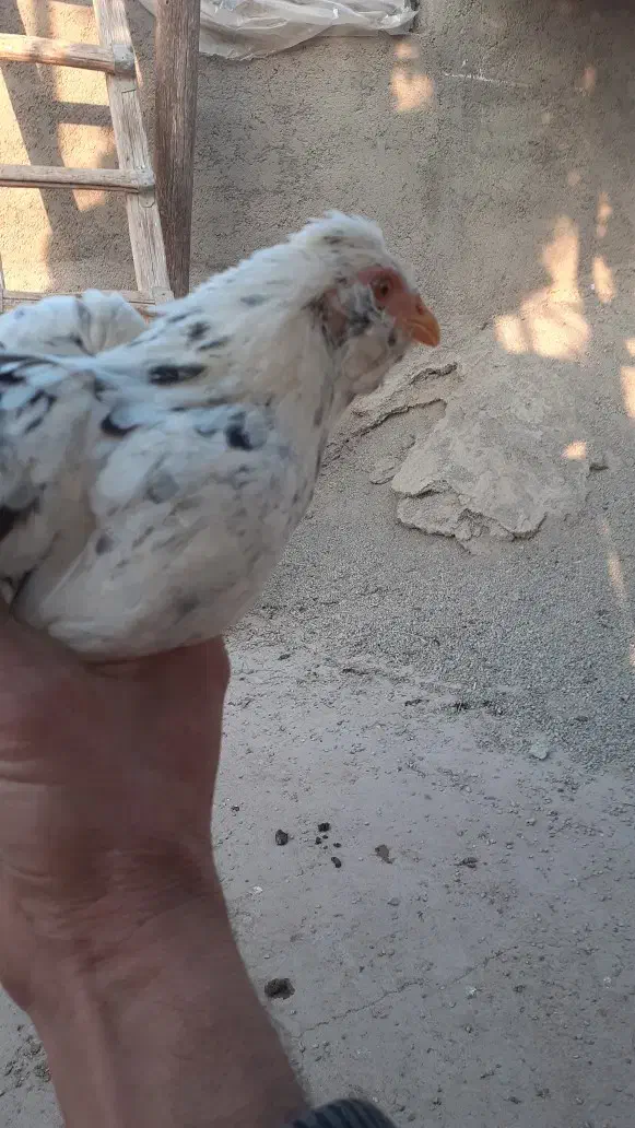 مرغ و خروس گلین|حیوانات مزرعه|هشتگرد, شهرک وحدت|دیوار