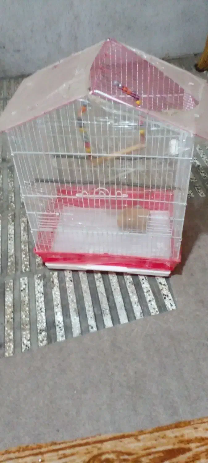 قفس پرنده|لوازم جانبی حیوانات|گرگان, |دیوار