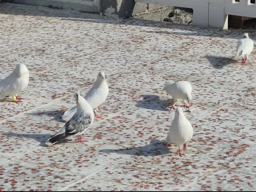 کبوتر سفید و دم چتری|پرنده|وحدتیه, |دیوار