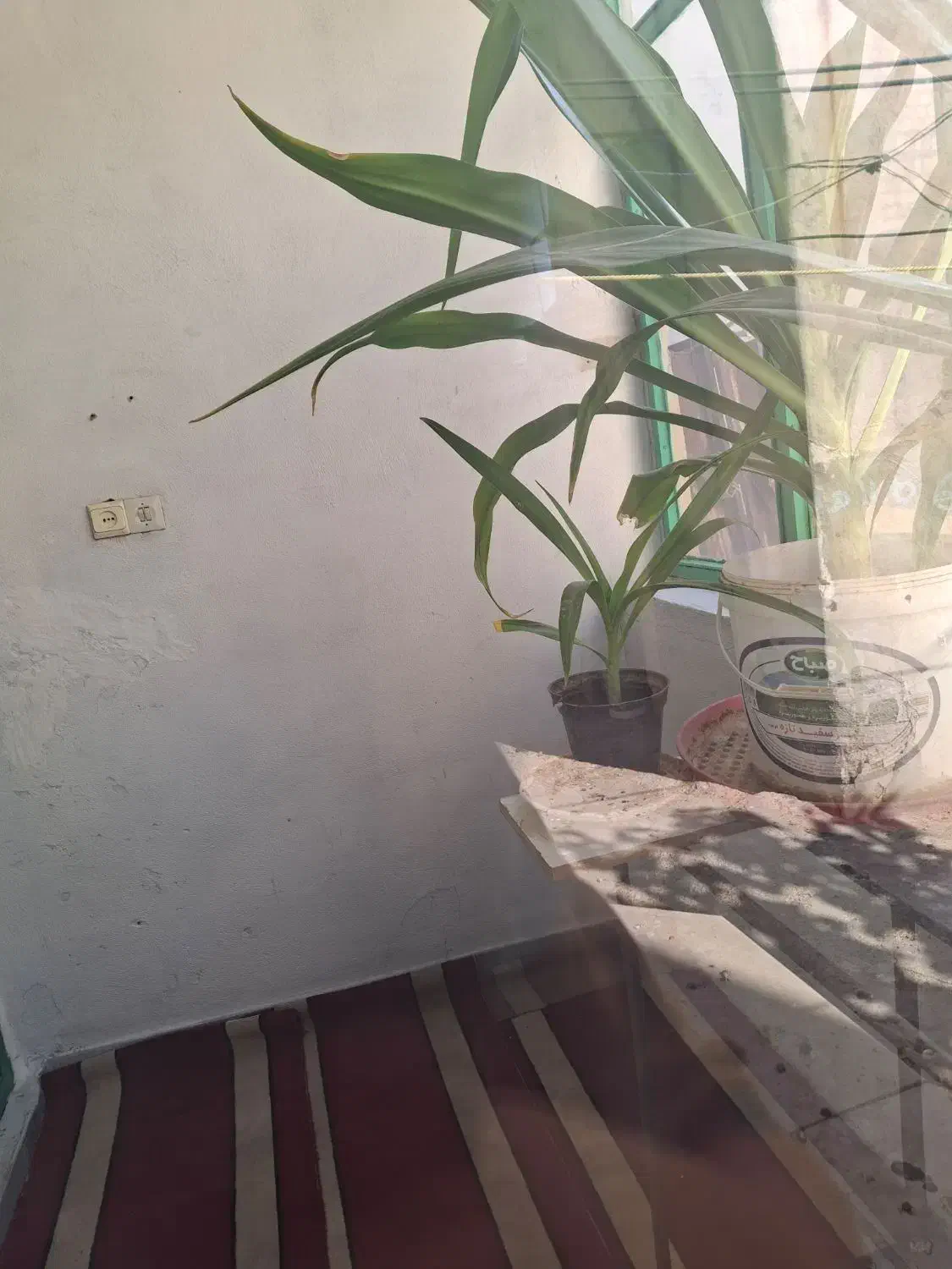 گل سوسن عنکبوتی|گل و گیاه طبیعی|آشتیان, |دیوار