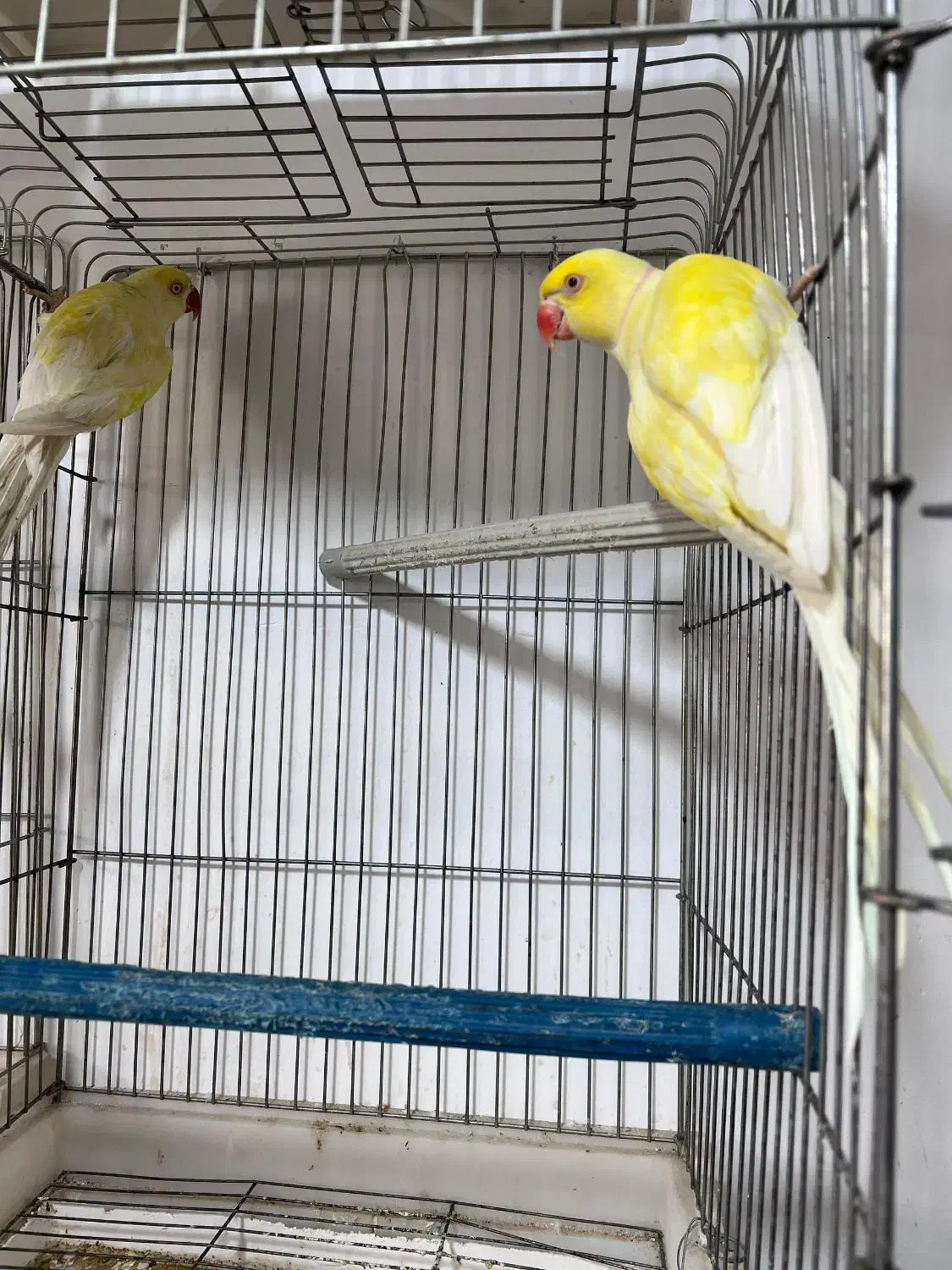 ملنگو رنگی همه رنگ راهب خورشیدی گرین|پرنده|شیراز, شهرک گلها|دیوار