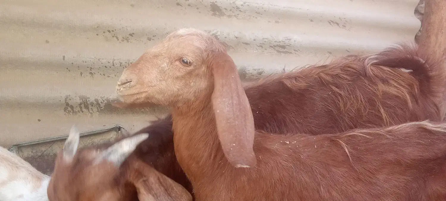 بز با دوتا بزغاله نروماده بز هم یک ماه ابست|حیوانات مزرعه|زابل, |دیوار