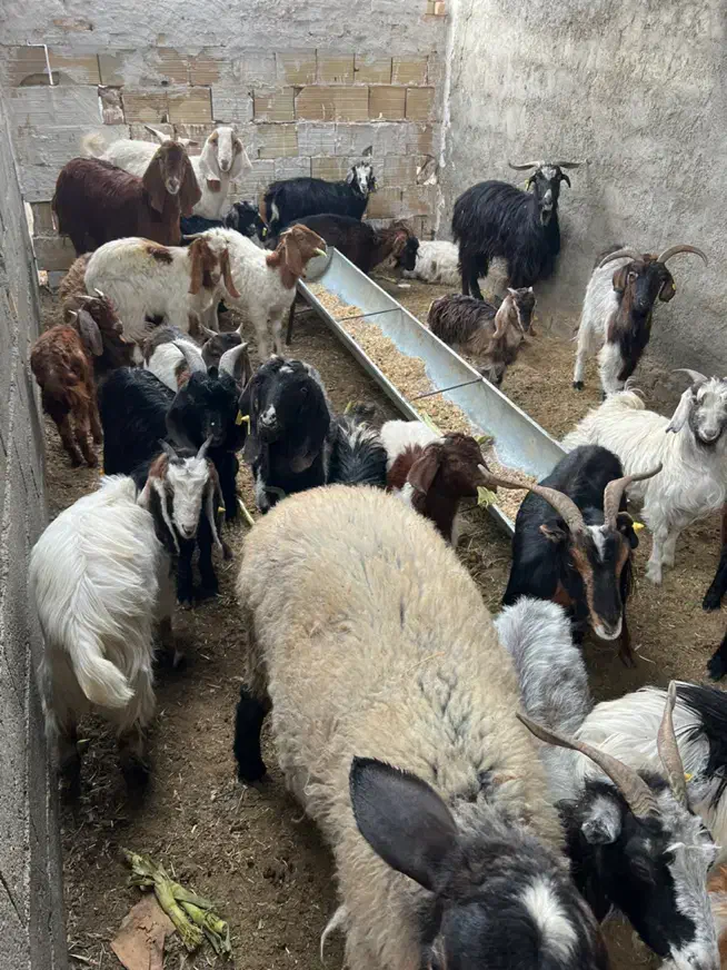 نر بره و بزغاله|حیوانات مزرعه|شاهرود, |دیوار