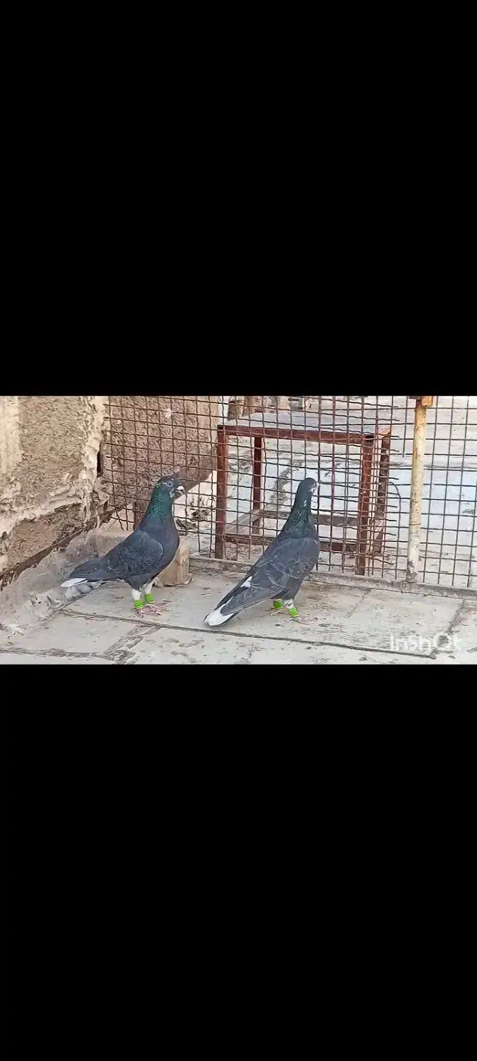 سیاه دمسفید|پرنده|شیراز, شهرک گلها|دیوار