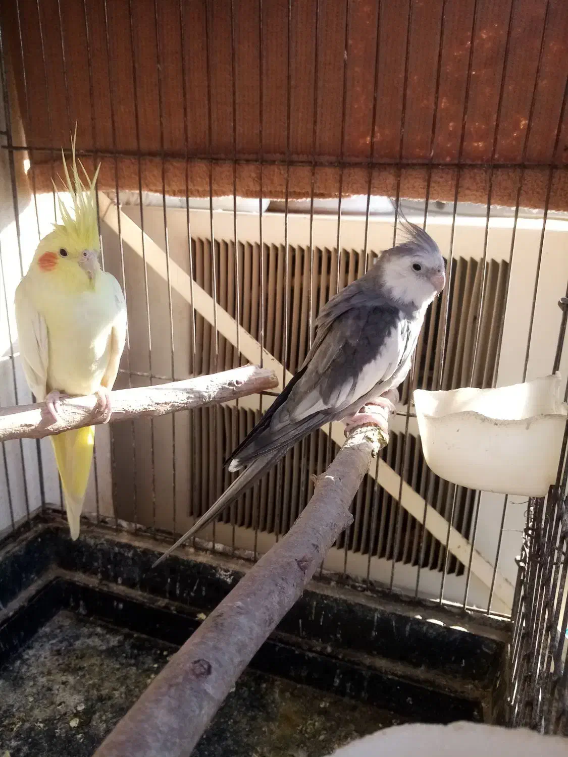 عروس هلندی مولد|پرنده|شوشتر, |دیوار