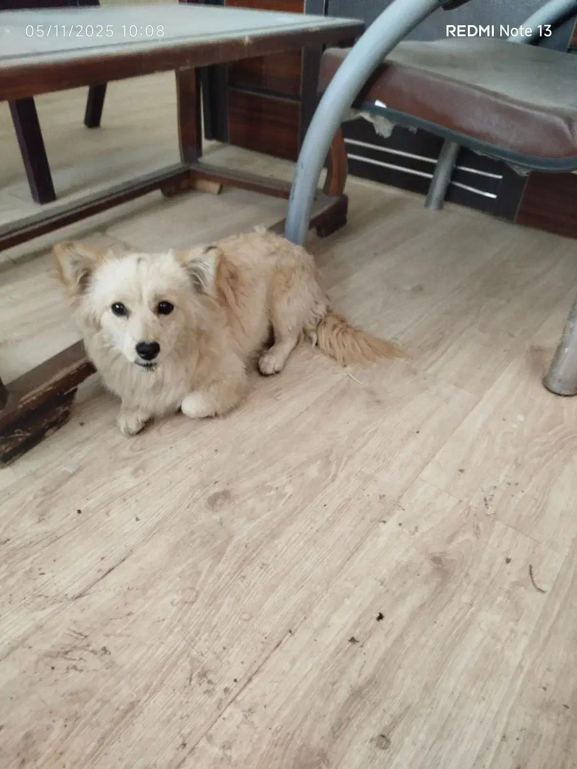 ژرمن اشپیتز یک ساله|سگ|باقرشهر, |دیوار