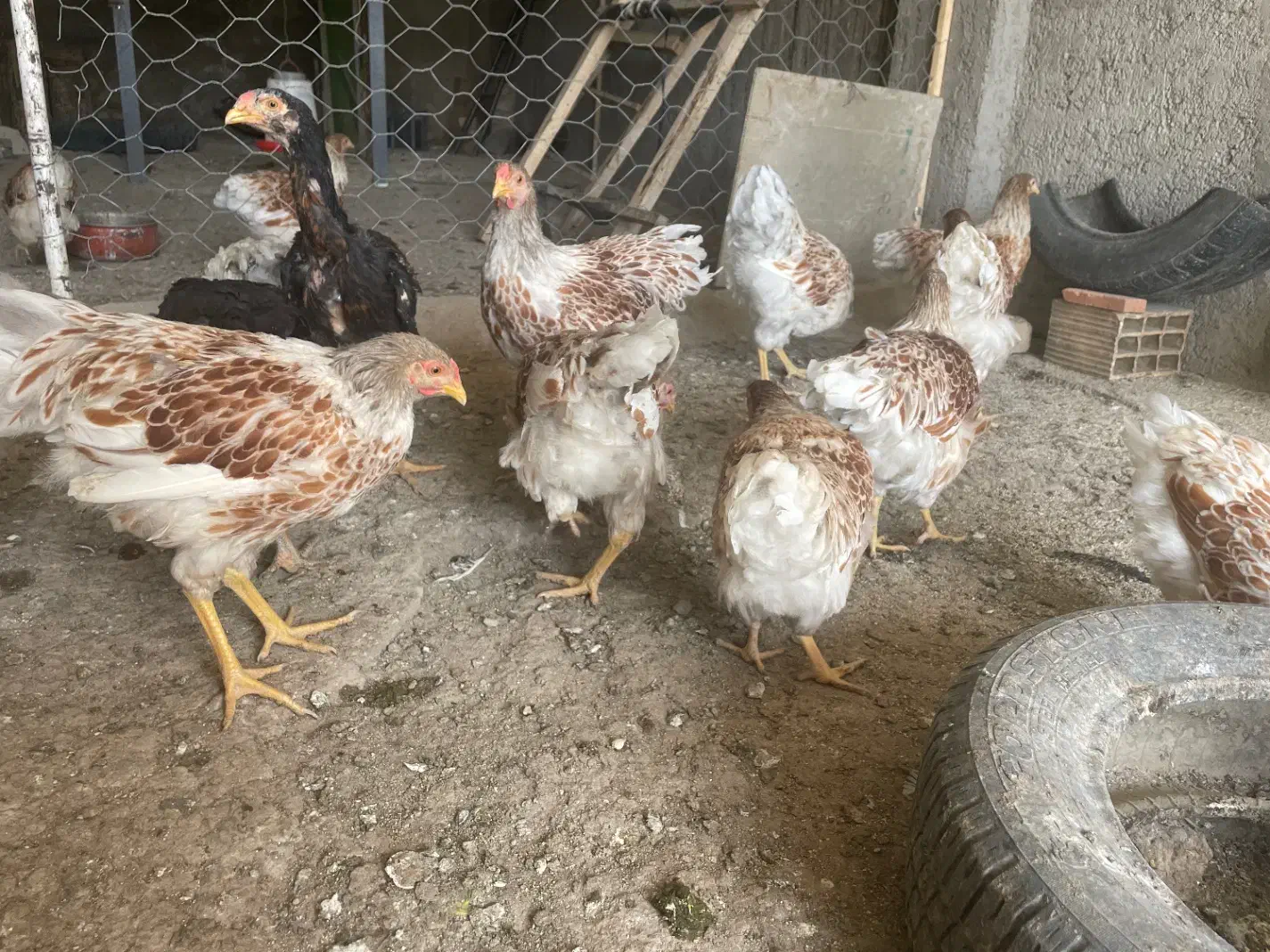 تخم مرغ نطفه دار|حیوانات مزرعه|قزوین, |دیوار