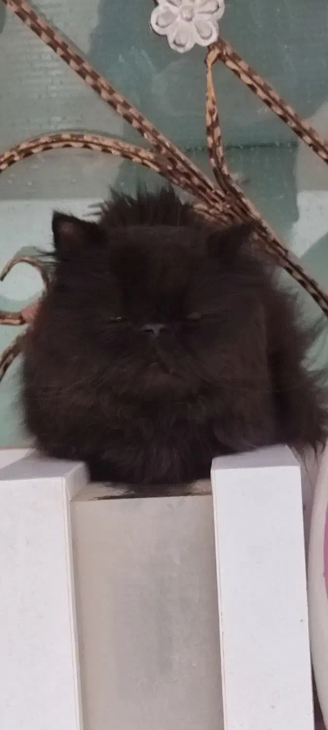 حیوان خانگی|گربه|مراغه, |دیوار