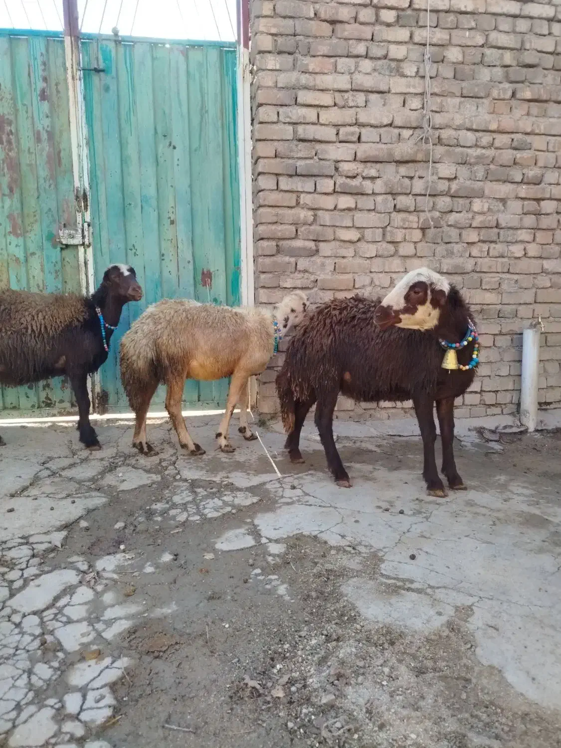 بره ماده افشار|حیوانات مزرعه|بروجرد, |دیوار