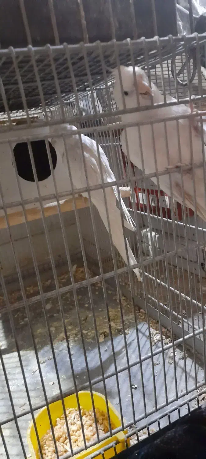 عروس هلنری البینو ماده|پرنده|خمینیشهر, |دیوار