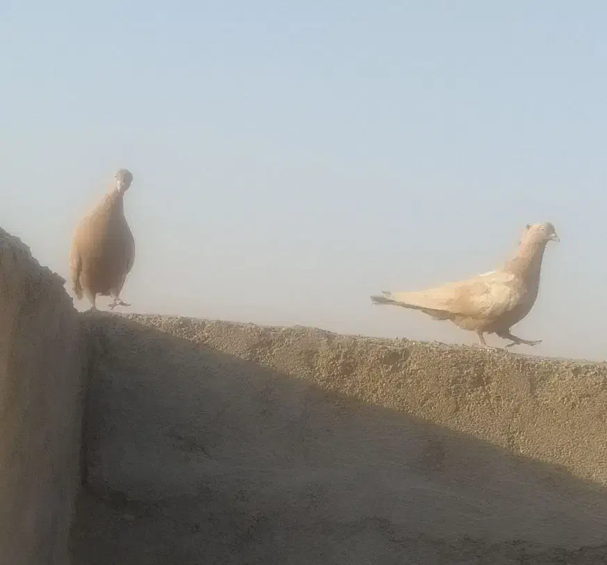 کبوتر سینه زرد.قصد خرید داشتید پیام بدید|پرنده|مسجد سلیمان, |دیوار