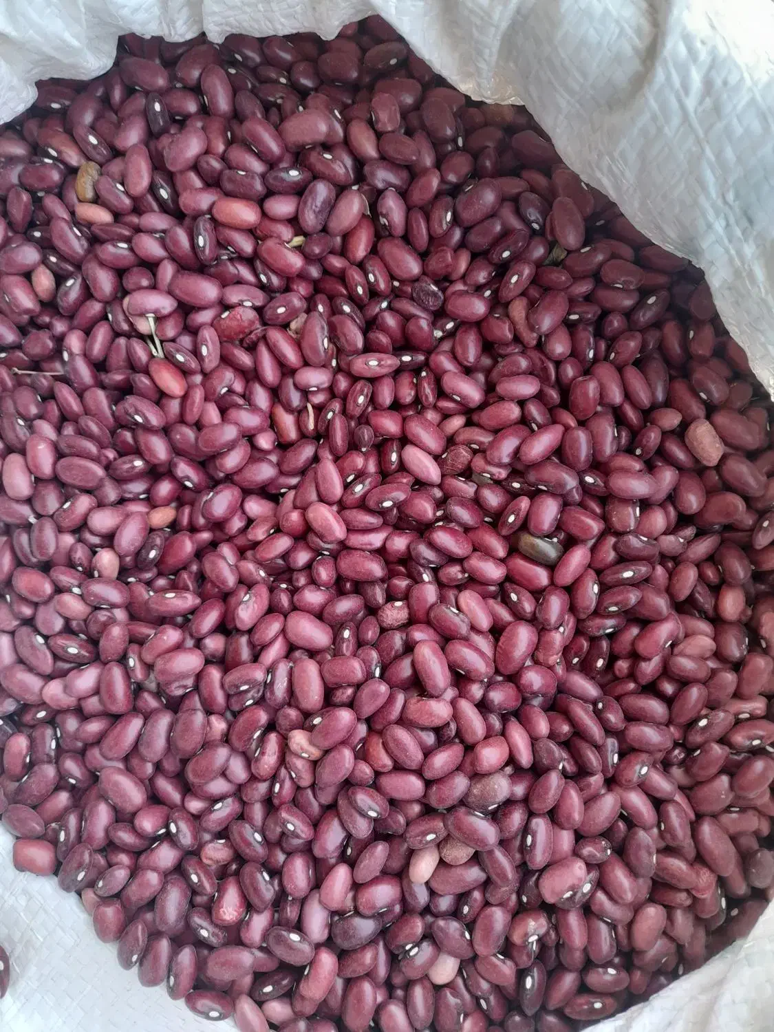 خریدوفروش لوبیای قرمز وچیتی تسویه باسکول|خوردنی و آشامیدنی|قروه, |دیوار