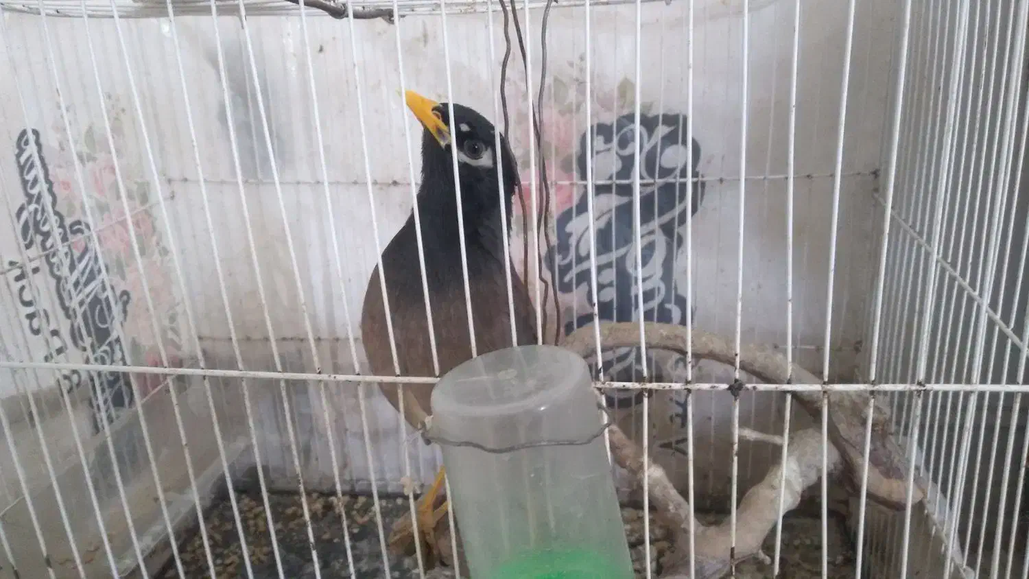 مرغ مینا|پرنده|زیرکوه, |دیوار