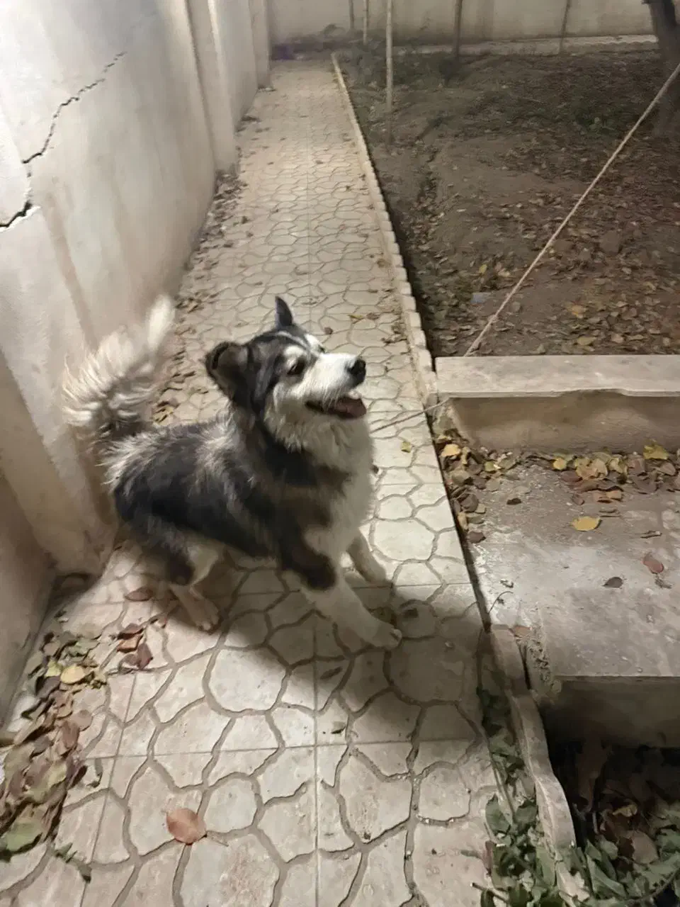 واگذاری سگ هاسکی|سگ|رودهن, |دیوار