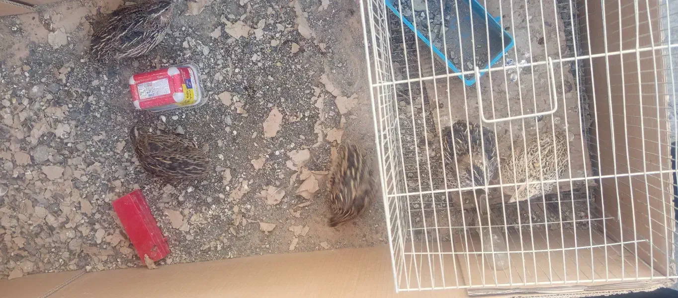 تعداد 4 بلدرچین نر و ماده|حیوانات مزرعه|بومهن, |دیوار