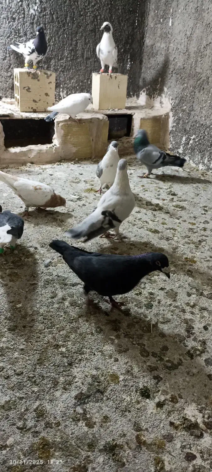 کفتر رنگه آلمانی جفتگاع پرشی کبوتر فروش فوری|پرنده|مشهد, کشف|دیوار