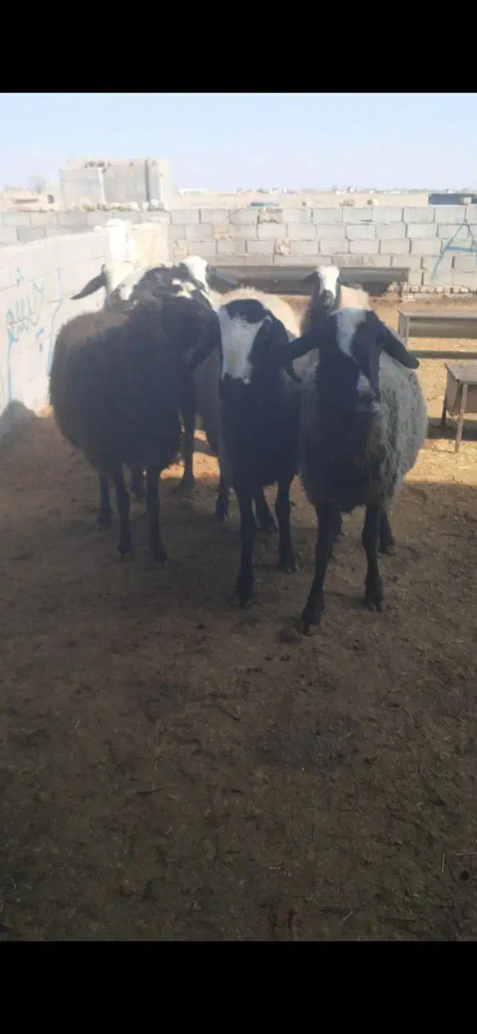 میش  وشیشک|حیوانات مزرعه|اسفرورین, |دیوار