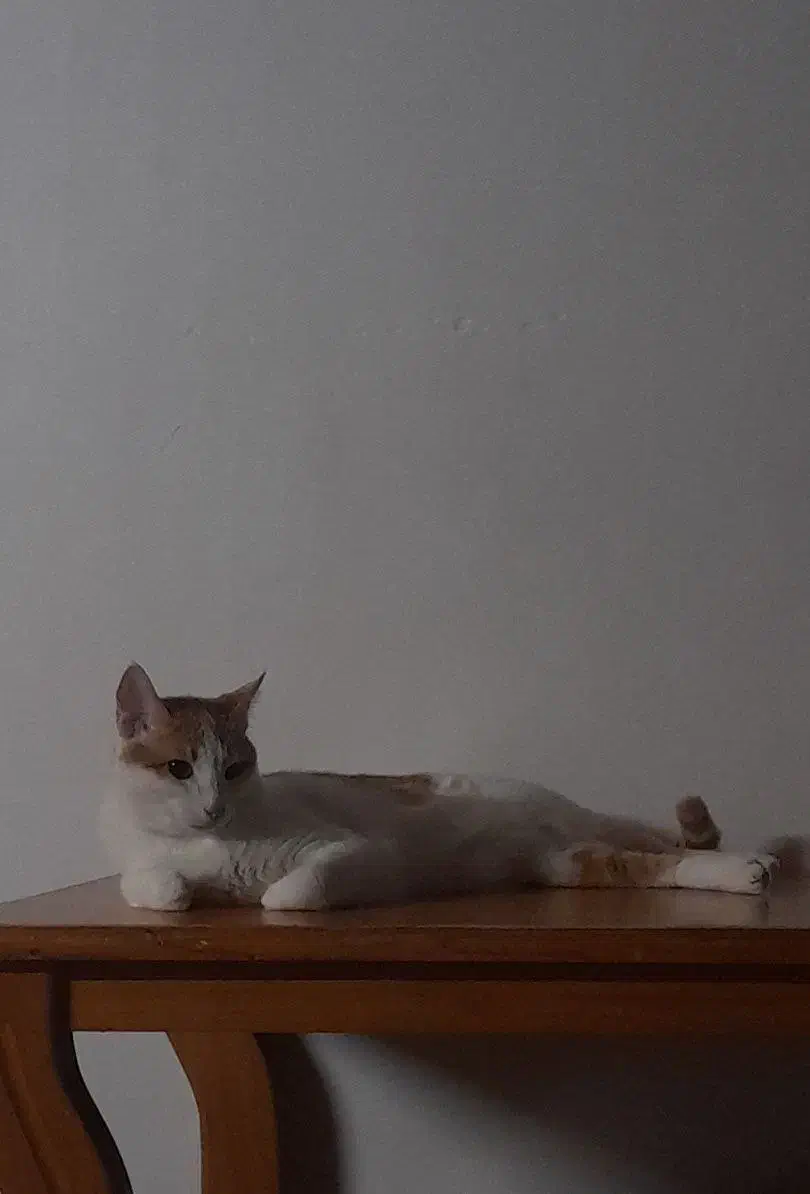 گربه|گربه|رودسر, |دیوار