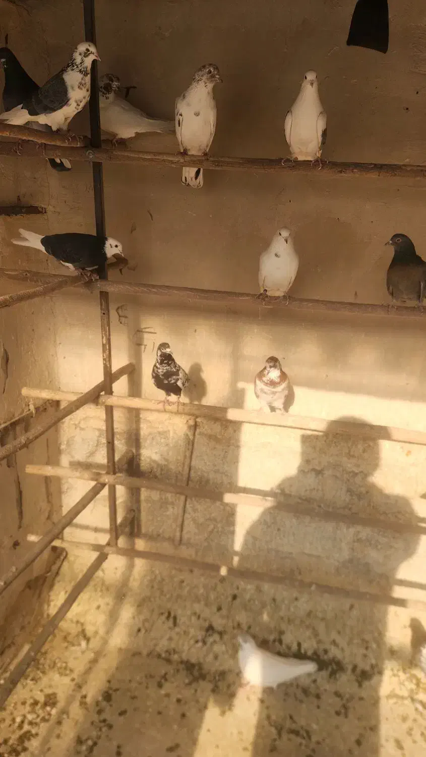 تعداد ۲۴ عدد کبوتر فروشی|پرنده|تهران, چهارصد دستگاه|دیوار