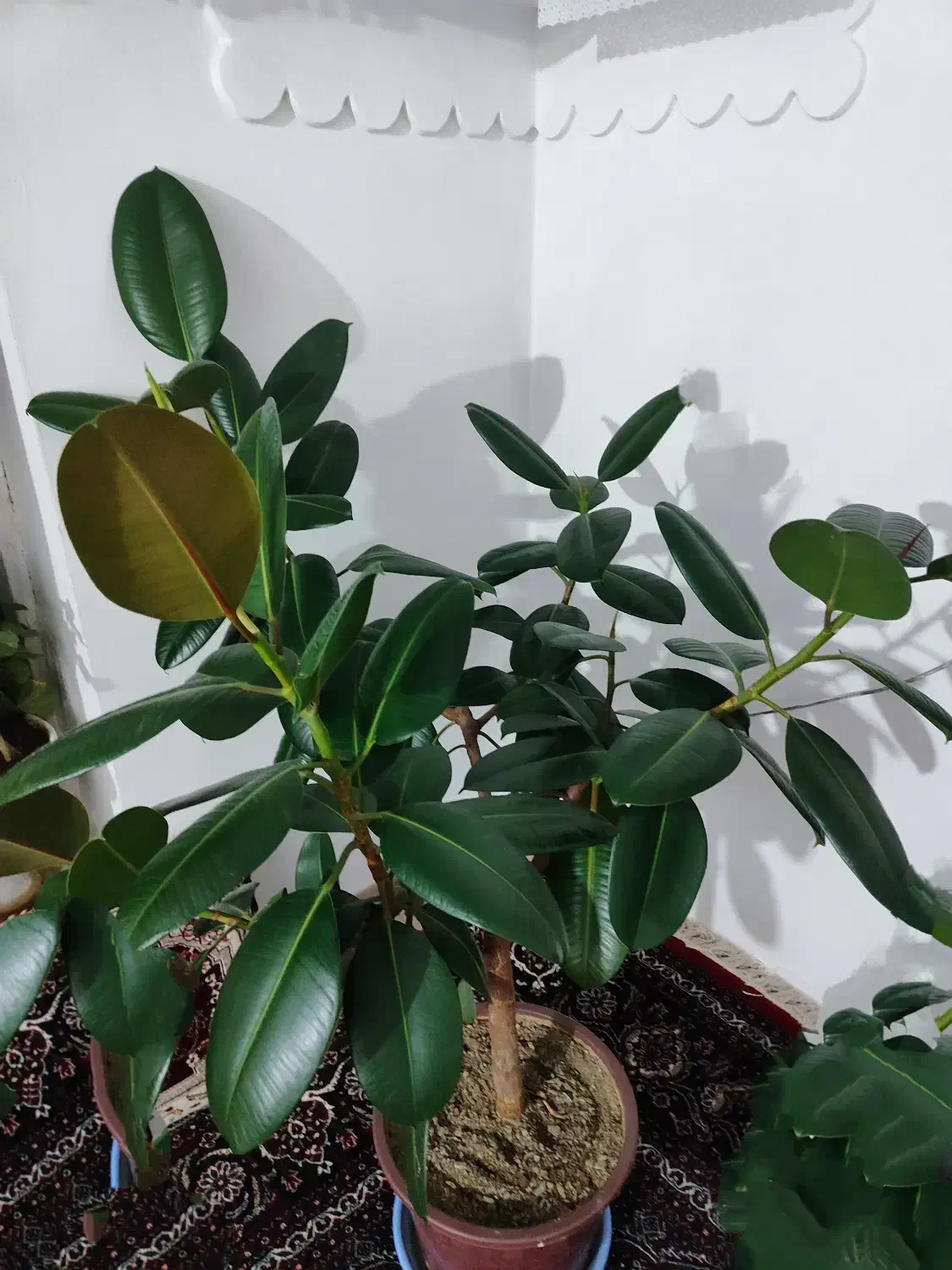 گل طبیعی گوش فیلی|گل و گیاه طبیعی|سنندج, |دیوار