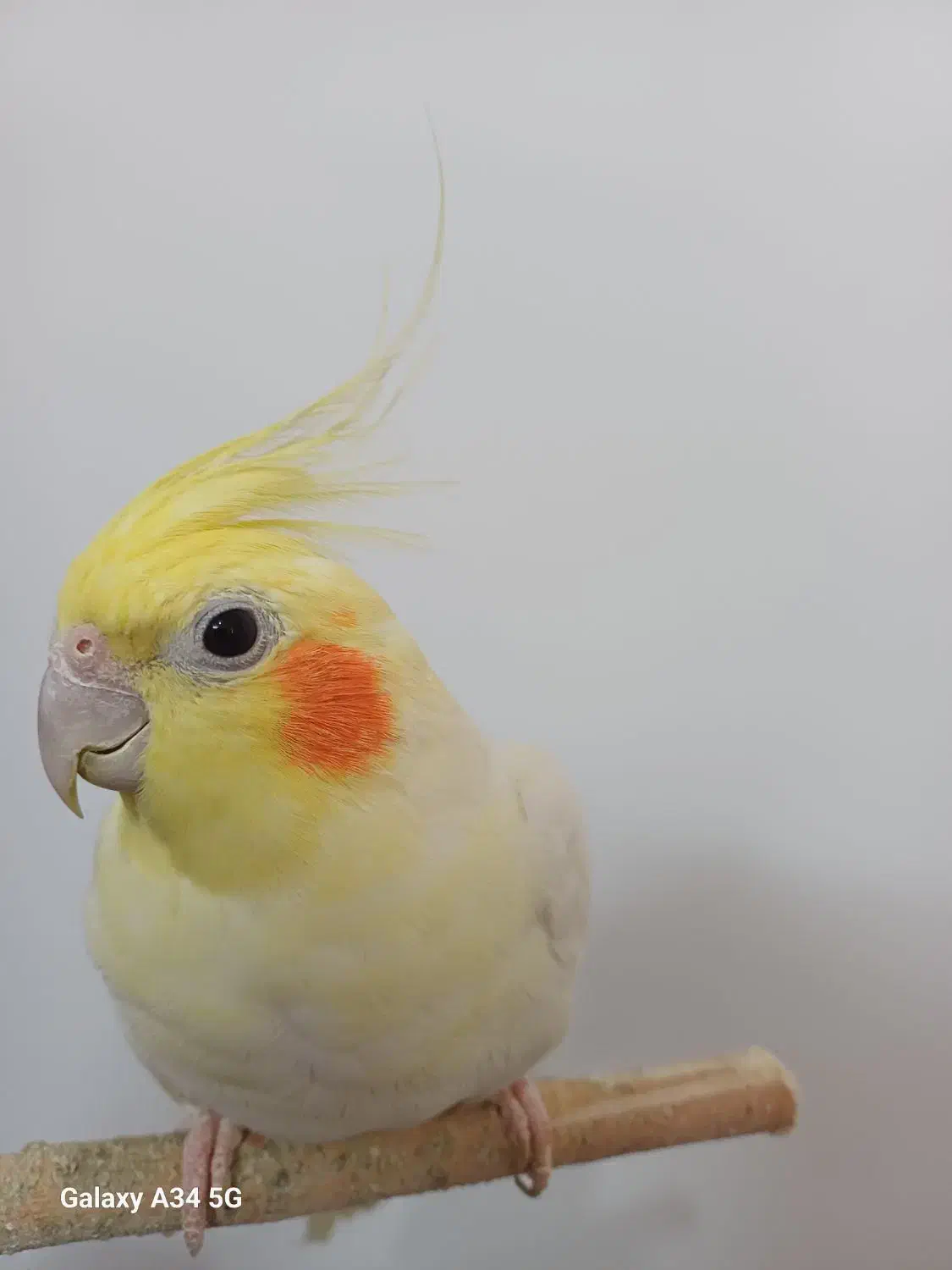 عروس هلندی نر لوتینو|پرنده|قم, زاویه|دیوار