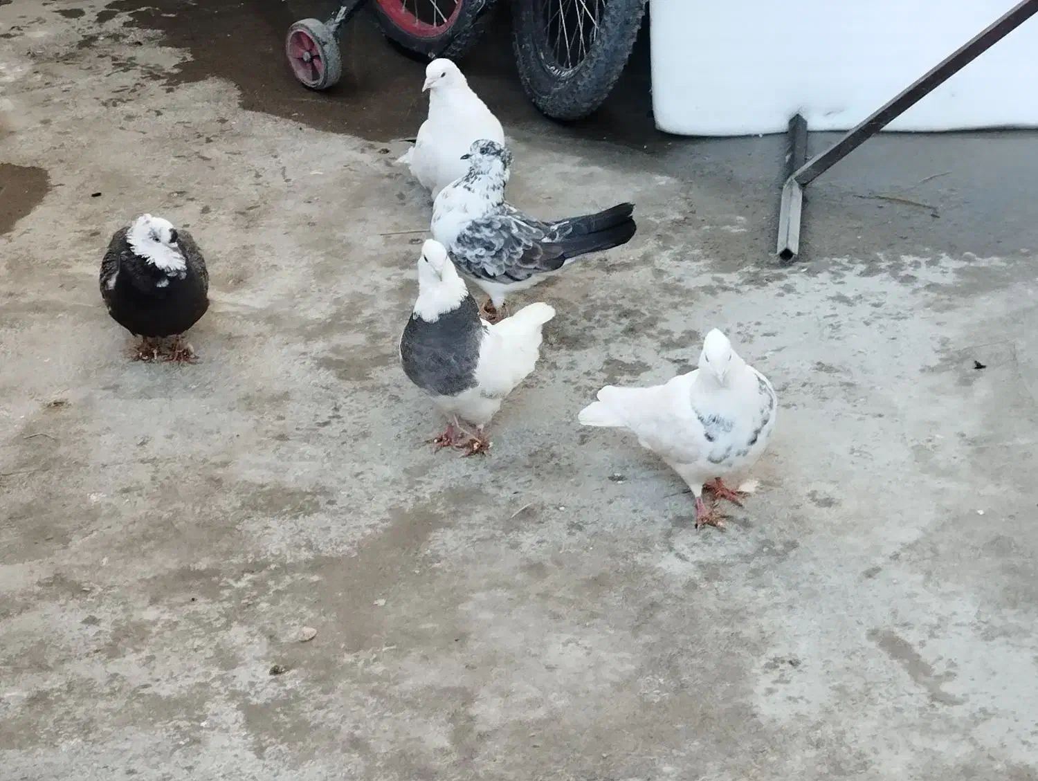 عینک|پرنده|نورآباد, |دیوار