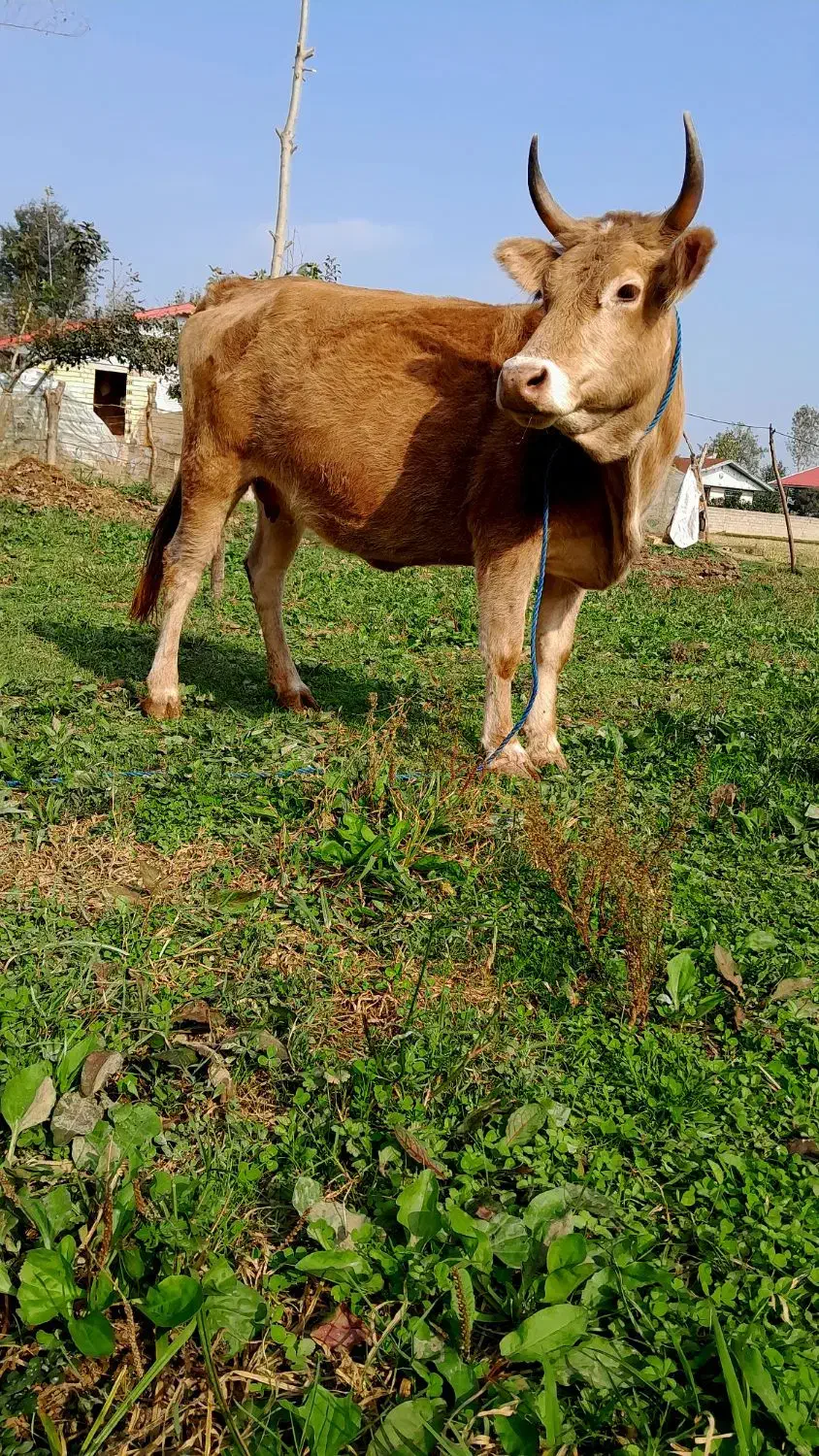 گاو ۷ماه شکم سرشاخ دار|حیوانات مزرعه|رشت, یخسازی|دیوار