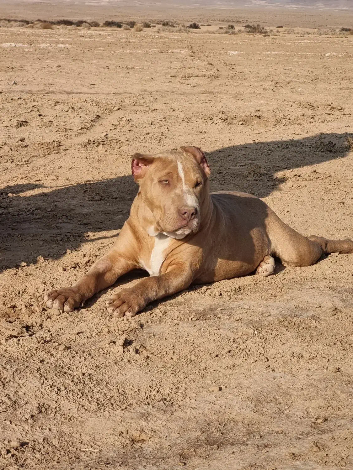 سگ پیتبول|سگ|قرچک, داوود آباد|دیوار