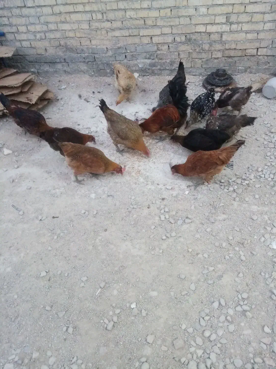 مرغ محلی|حیوانات مزرعه|باغ ملک, |دیوار