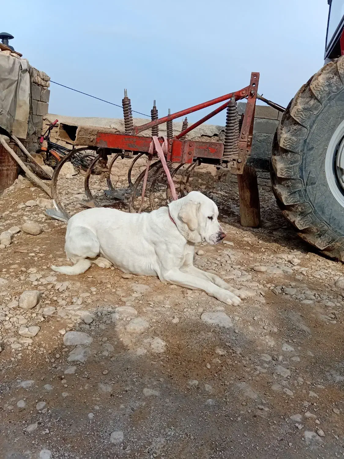 سگ ماده|سگ|بجنورد, |دیوار