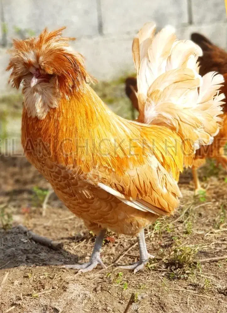 مرغ خروس لهستانی پولند و سلطان وارداتی|حیوانات مزرعه|رشت, اسماعیل آباد|دیوار