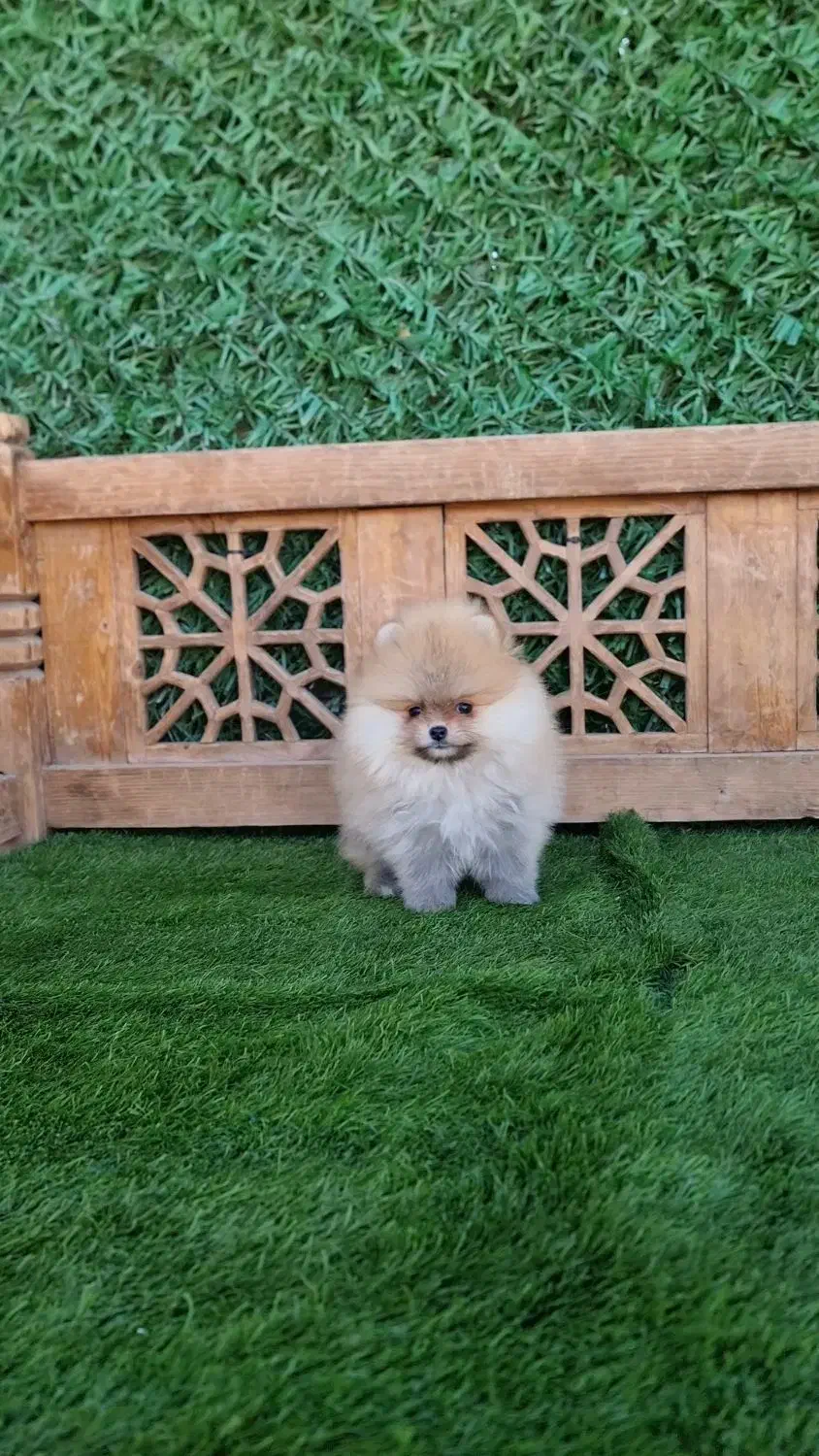 سگ خرسی|سگ|تهران, باغ فیض|دیوار