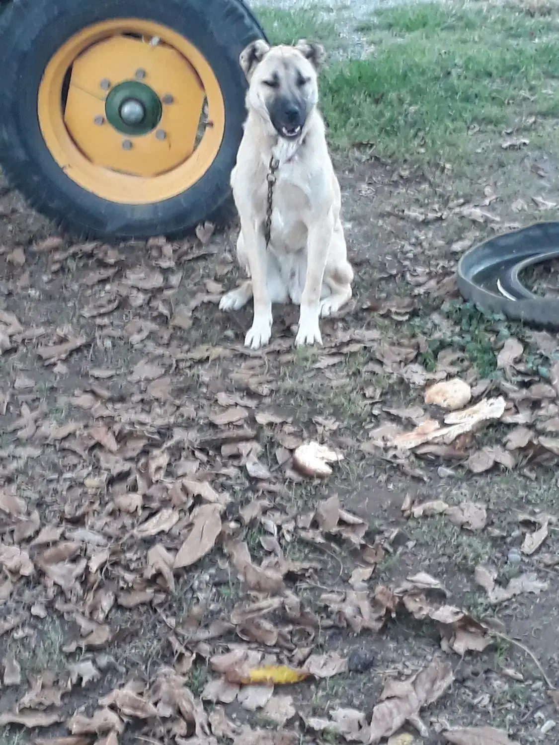 ماده|سگ|بیله سوار, |دیوار